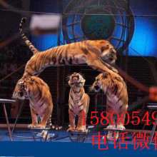 舞臺(tái)藝術(shù)造型策劃 以創(chuàng)意點(diǎn)亮表演的靈魂